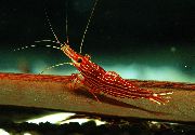црвен Red Line Shrimp (Caridina striata) фотографија