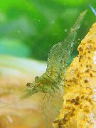 zelená Tmavě Zelená Krevety (Caridina sp. Dark Green) fotografie