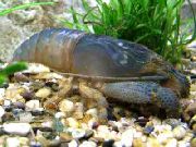 蓝色 毒蛇虾 (Atya gabonensi) 照片