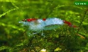 ლურჯი Rili Shrimp (Neocaridina heteropoda sp. Rili) ფოტო