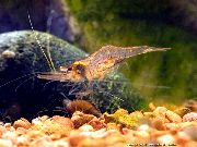 hnědý Guinea Roj Krevety (Desmocaris trispinosa) fotografie