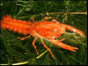 წითელი იტალიური ჯუჯა ფორთოხალი Crayfish (Cambarellus patzcuarensis) ფოტო