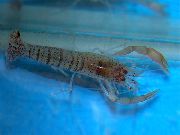 aquarium freshwater crustacean Blue Banded Shrimp, Blue Zebra Shrimp Euryrhynchus Amazoniensis blue