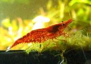 црвен Cherry Shrimp (Paratya australiensis) фотографија