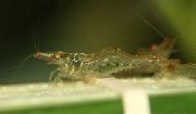 rudas Cherry Krevetės (Paratya australiensis) nuotrauka