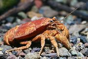 aquarium freshwater crustacean Cockroach Crayfish Aegla platensis brown