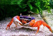 roșu Crab Teren Pacific, Curcubeu Crab (Cardisoma armatum) fotografie