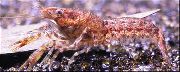 aquarium freshwater crustacean Cambarellus diminutus Cambarellus diminutus brown