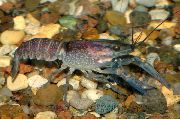 moder Blue Raki (Procambarus alleni) fotografija