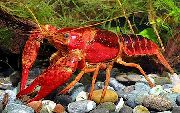 piros Piros Mocsári Rákok (Procambarus clarkii) fénykép