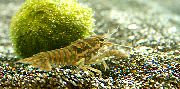 aquarium freshwater crustacean Black Mottled Crayfish Procambarus enoplosternum brown