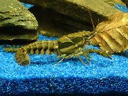 brązowy Chytry Raki (Procambarus versutus) zdjęcie