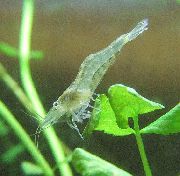 сив Freshwater Rivers Galicia Shrimp (Atyaephyra desmarestii) фотографија