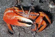 rot Roten Mangroven-Krabbe (Pseudosesarma moeshi) foto