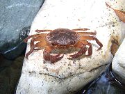 მტკნარი Crab ყავისფერი