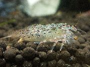 сив Green Lacer Shrimp (Atyoida pilipes) фотографија
