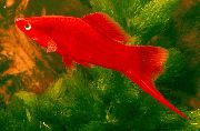 аквариумные рыбки Меченосец красный для аквариума, 