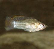 Сребро Риба Sailfin Моли (Poecilia velifera) снимка