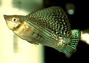 Зеленикав Риба Sailfin Моли (Poecilia velifera) снимка