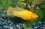 Gold Fisch Sailfin Molly (Poecilia velifera) foto