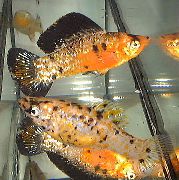 стракаты Рыба Моллинезия Парусная (Пецилия Высокоплавничная, Пецилия Флаговая) (Poecilia velifera) фота