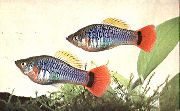 аквариумные рыбки Пецилия многоцветная (Пецилия изменчивая, Платипецилия многоцветная) серебристый для аквариума, 