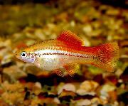 Xiphophorus Maculatus altın Balık