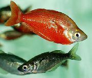 წითელი თევზი წითელი Rainbowfish (Glossolepis incisus) ფოტო