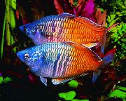 杂色 鱼 Boesemans Rainbowfish的 (Melanotaenia boesemani) 照片