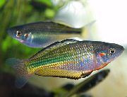 Prata Peixe Murray River Rainbowfish (Melanotaenia fluviatilis) foto