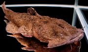 Marrom Peixe Frog Mouth Catfish (Chaca chaca) foto