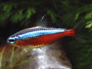Gestreift Fisch Rote Neon (Paracheirodon axelrodi) foto