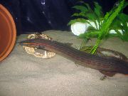 Paski Ryba Węgorz Ognia (Mastacembelus erythrotaenia) zdjęcie