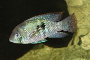 плямісты Рыба Акар Блакітнавата-Плямістая (Aequidens pulcher) фота