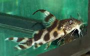 аквариумные рыбки Синодонтис флаговый пятнистый для аквариума, 