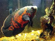 аквариумные рыбки Астронотус (Астронотус-оскар, Астронотус  павлиний глаз) пятнистый для аквариума, 