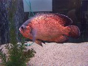 аквариумные рыбки Астронотус (Астронотус-оскар, Астронотус  павлиний глаз) красный для аквариума, 