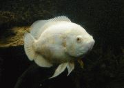 аквариумные рыбки Астронотус (Астронотус-оскар, Астронотус  павлиний глаз) белый для аквариума, 