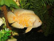 аквариумные рыбки Астронотус (Астронотус-оскар, Астронотус  павлиний глаз) желтый для аквариума, 