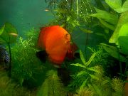 წითელი თევზი წითელი განხილვა (Symphysodon discus) ფოტო