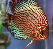 ზოლიანი თევზი წითელი განხილვა (Symphysodon discus) ფოტო