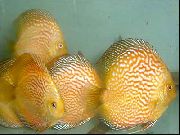 Жълт Риба Червени Дискуси (Symphysodon discus) снимка