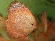 ვარდისფერი თევზი წითელი განხილვა (Symphysodon discus) ფოტო