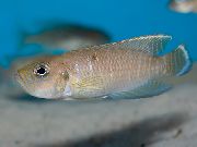 褐色 鱼 Neolamprologus短 (Neolamprologus brevis) 照片