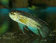 Χρυσός ψάρι Χρυσή Νάνος Cichlid (Nannacara anomala) φωτογραφία