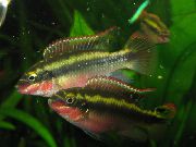 rengârenk Balık Kribensis, Krib (Pelvicachromis pulcher, Pelvicachromis kribensis) fotoğraf