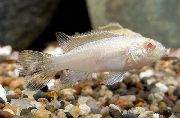 hvit Fisk Kribensis, Krib (Pelvicachromis pulcher, Pelvicachromis kribensis) bilde
