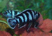 ზოლიანი თევზი Zebra Cichlid (Pseudotropheus zebra) ფოტო