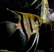 aquarium fish Angelfish scalare Pterophyllum scalare striped