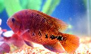 წითელი თევზი Cichlasoma Synspilum  ფოტო